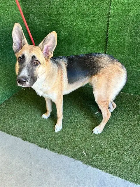 Kilo - German Shepherd Dog