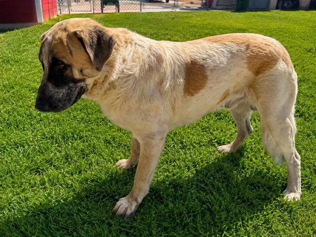 Raccoon - Anatolian Shepherd