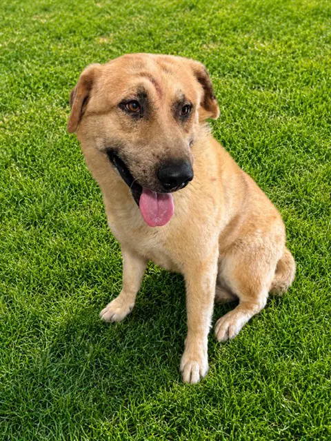 Donnie - Anatolian Shepherd