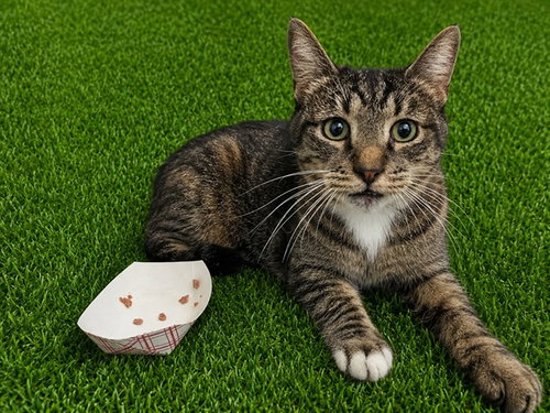 picture of the cat needing adoption