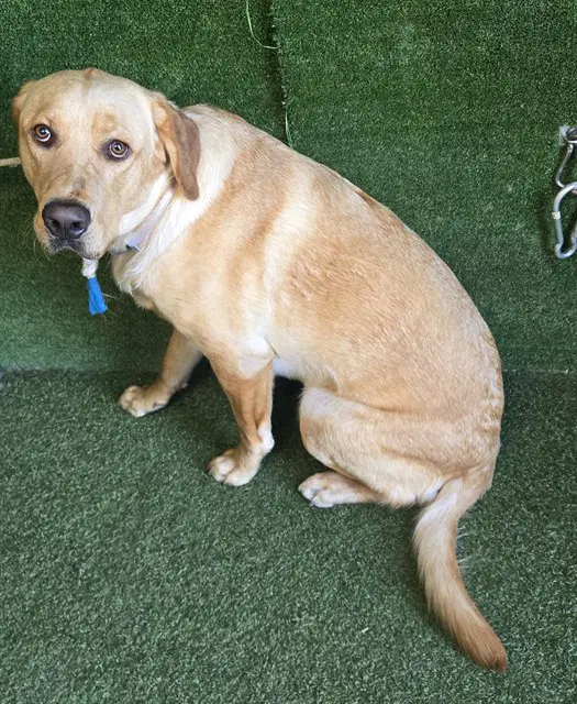Teddy - Golden Retriever