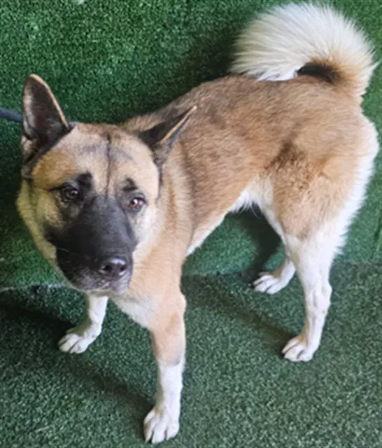 Pamela - Akita