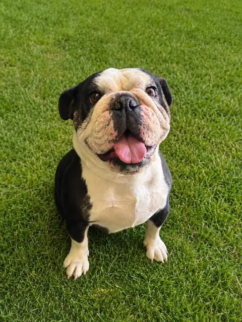 Tubitha - English Bulldog