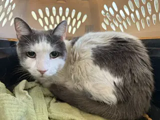 Unknown - Domestic Short Hair