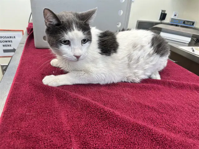 Unknown - Domestic Short Hair