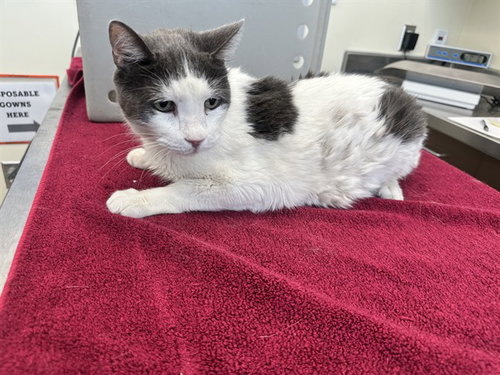 picture of the cat needing adoption
