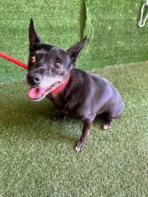 Shelly - Chihuahua