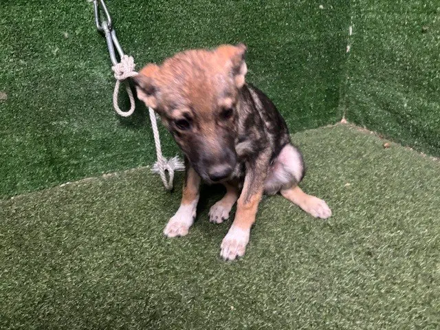 Unknown - German Shepherd Dog