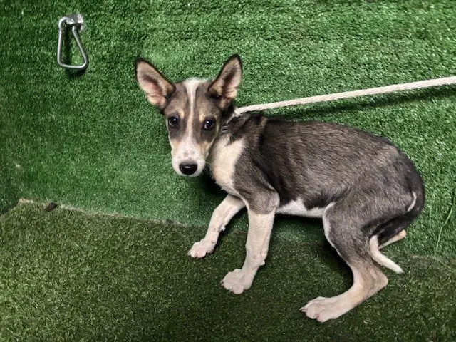 Unknown - German Shepherd Dog