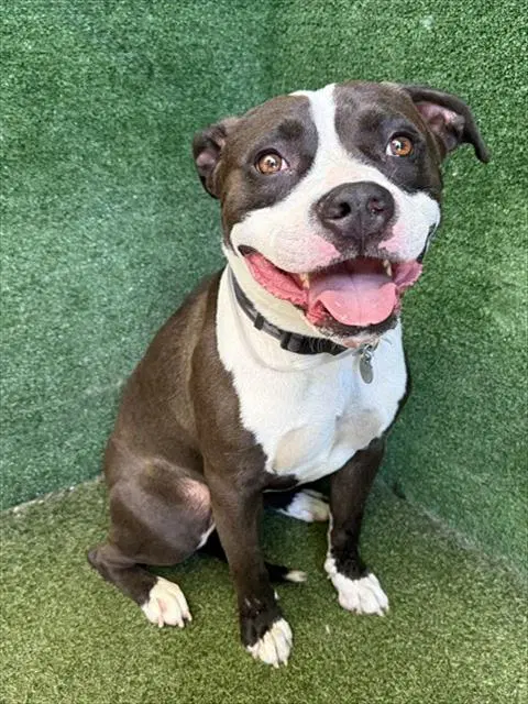 Jd - Pit Bull Terrier