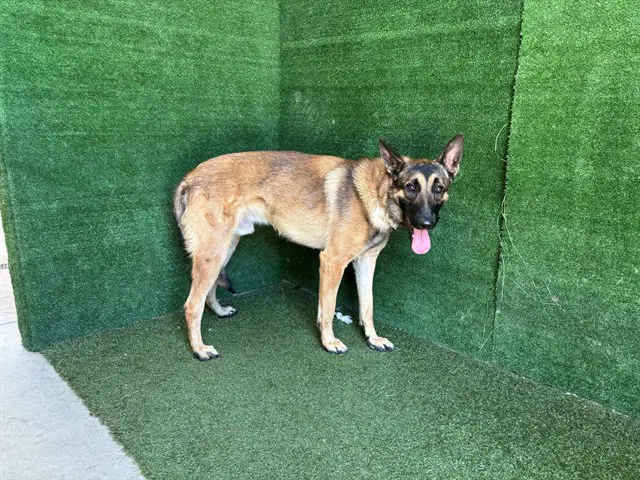 Unknown - Belgian Shepherd Malinois