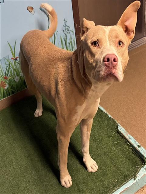picture of the dog needing adoption