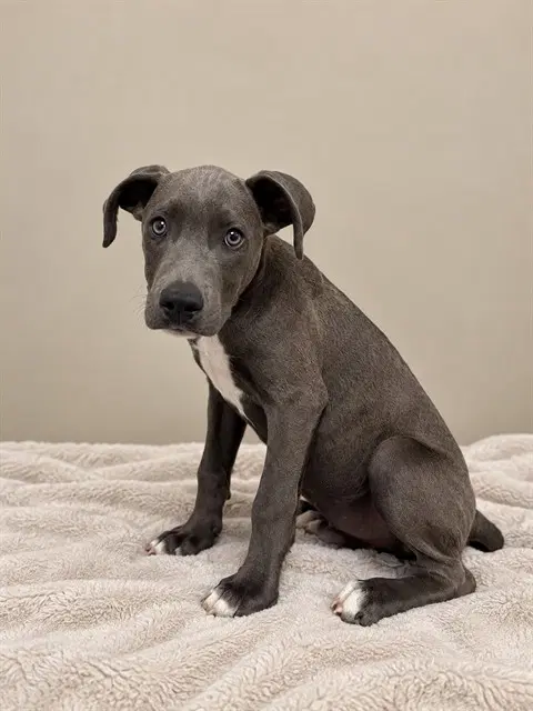 Unknown - Pit Bull Terrier