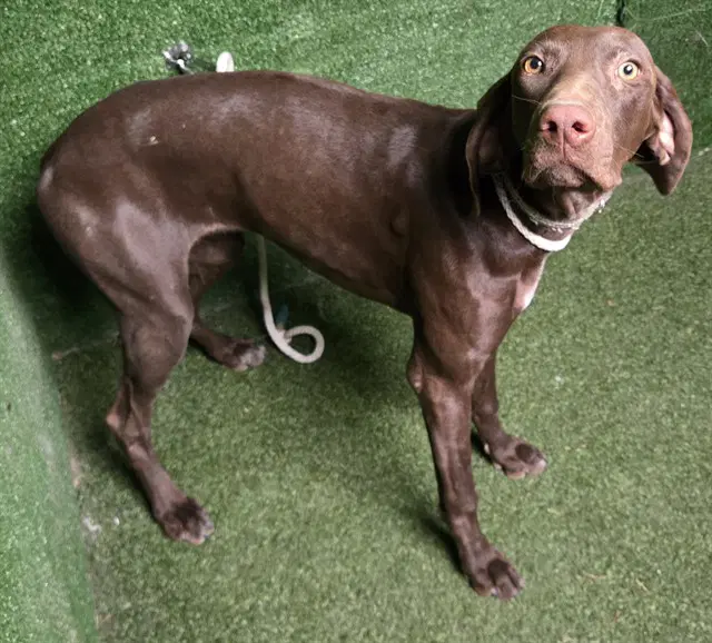 Darleen - Pointer
