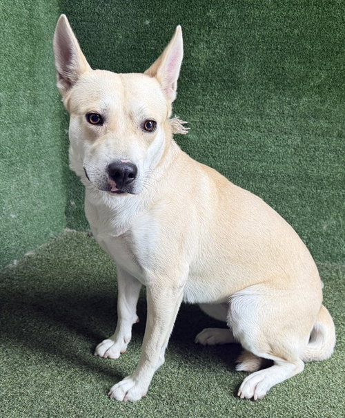 picture of the dog needing adoption