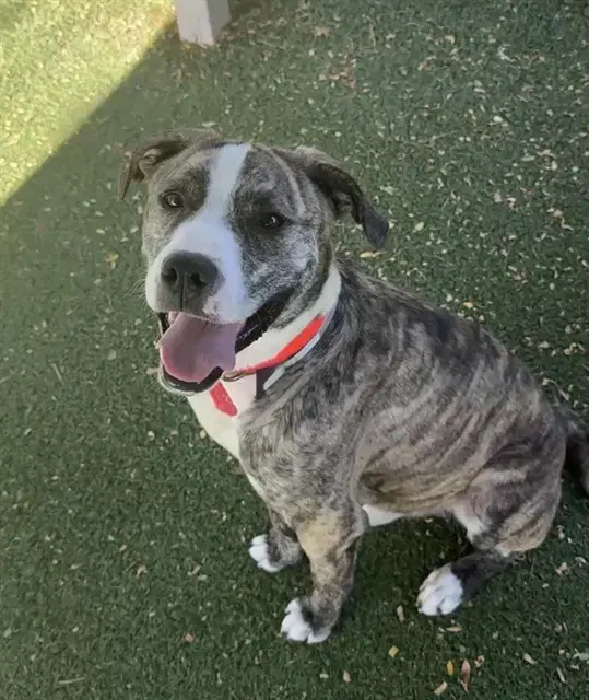 Rocky - Pit Bull Terrier