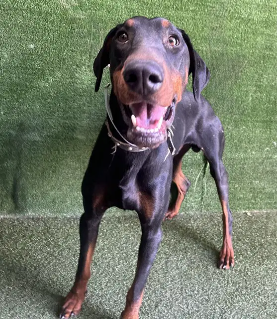 Unknown - Doberman Pinscher
