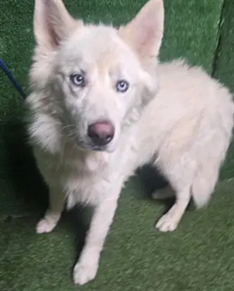 Blue - Husky