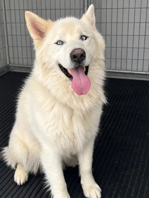 Blue - Husky