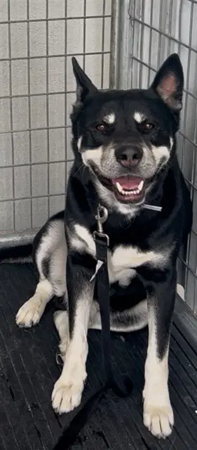 Shadow - Husky
