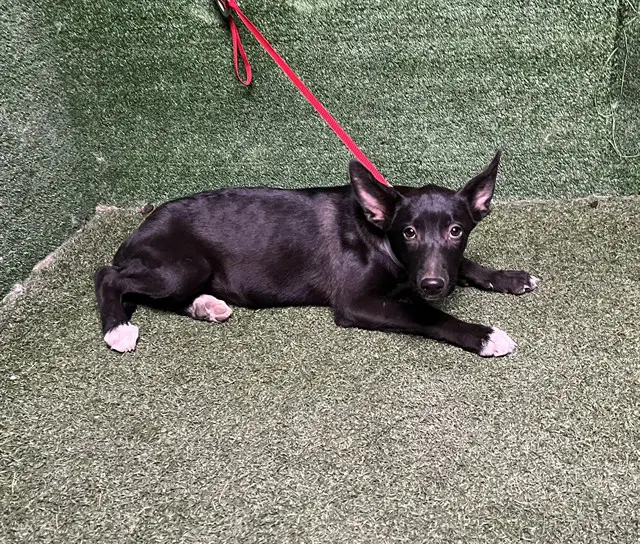 Unknown - German Shepherd Dog
