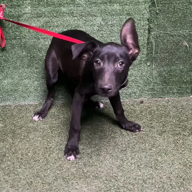 Unknown - German Shepherd Dog