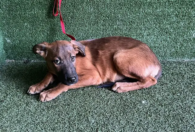Unknown - German Shepherd Dog