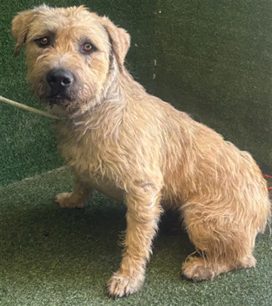 Unknown - Terrier