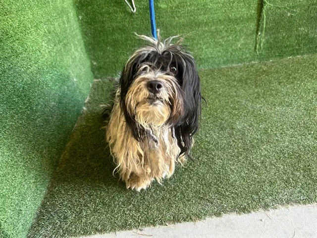 Unknown - Maltese