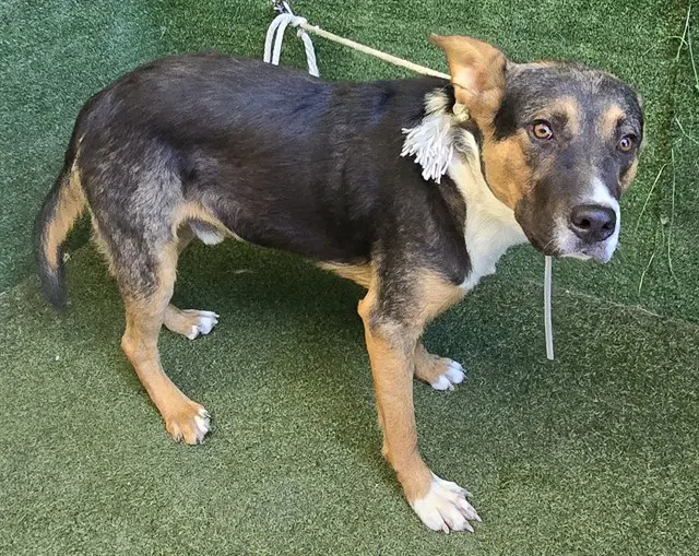 Unknown - German Shepherd Dog