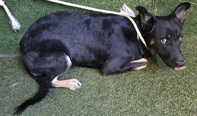 Unknown - German Shepherd Dog