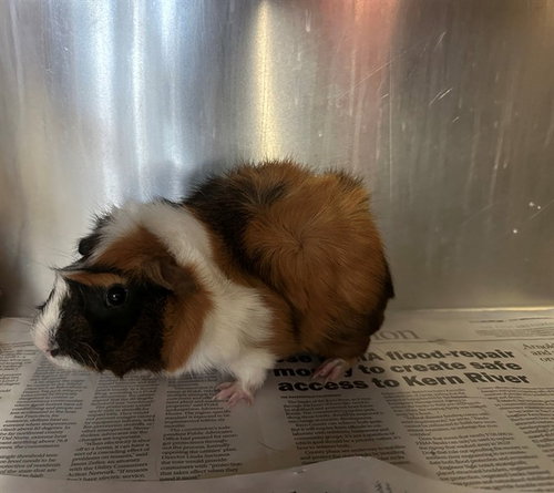 FERGUS, a guinea pig for adoption from Los Angeles County Animal Control - Lancaster