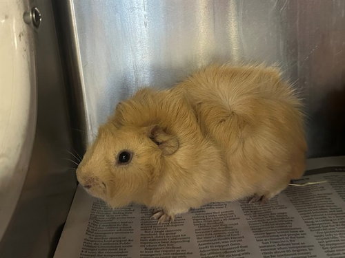 BURKUS, a guinea pig for adoption from Los Angeles County Animal Control - Lancaster