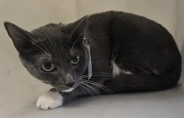 Gracie - Domestic Short Hair