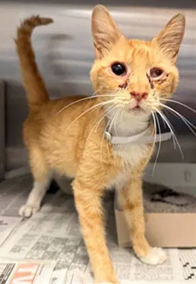 Montgomery - Domestic Short Hair