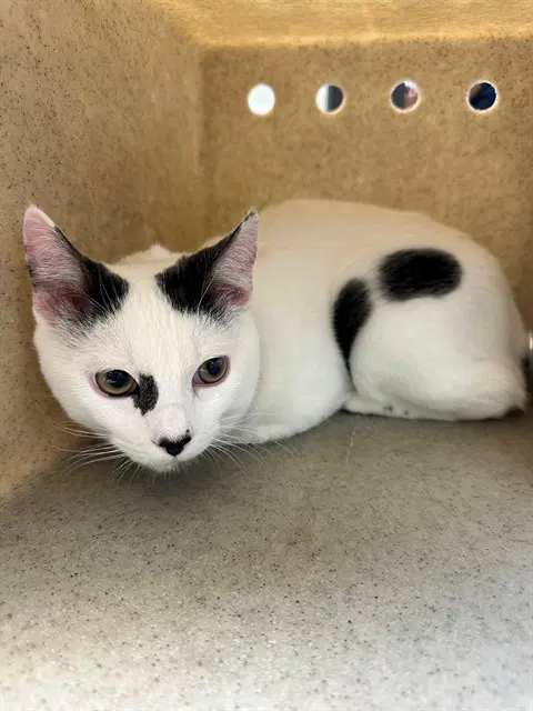 Prada - Domestic Short Hair
