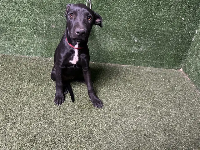 Unknown - German Shepherd Dog