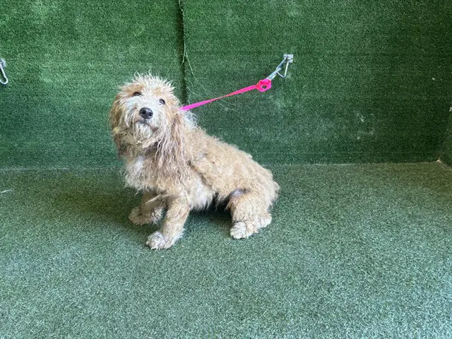 Unknown - Maltese