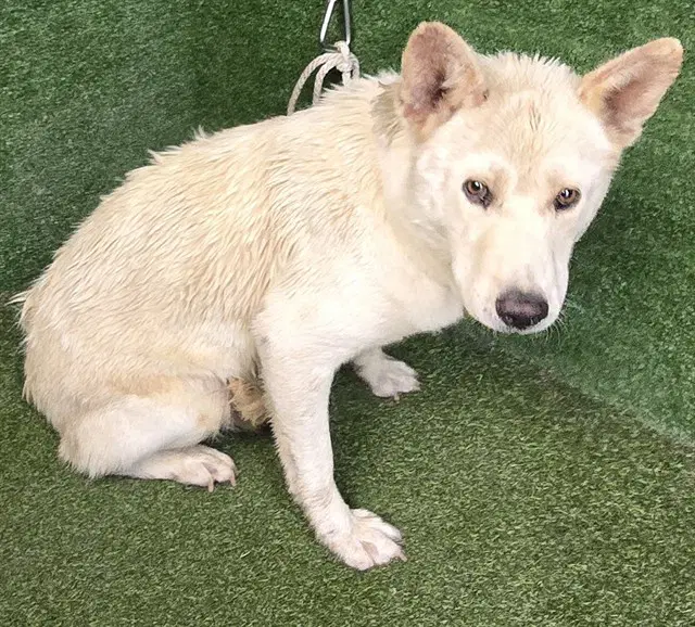 Lil' Bear - Husky