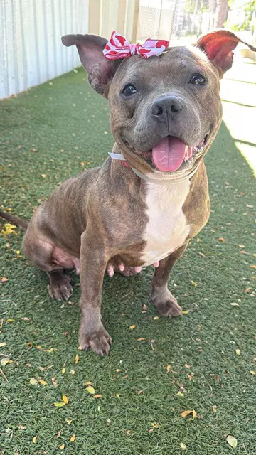 Doja - Staffordshire Bull Terrier