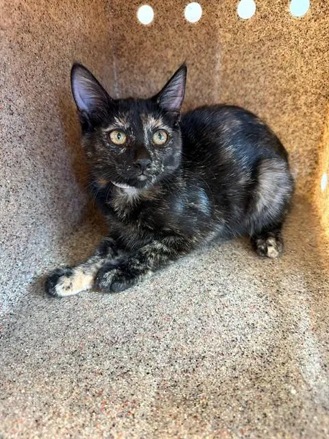 Minnie - Domestic Short Hair