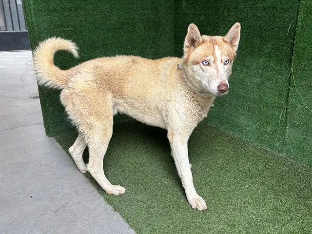 Patrick - Siberian Husky
