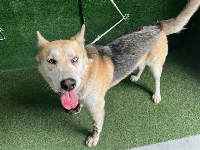 Harvey - Husky