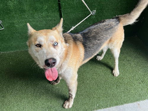 HARVEY, a dog for adoption from Los Angeles County Animal Control - Lancaster