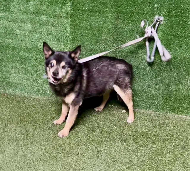 Buddy - Chihuahua