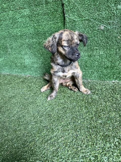 Martha Ann - Chihuahua