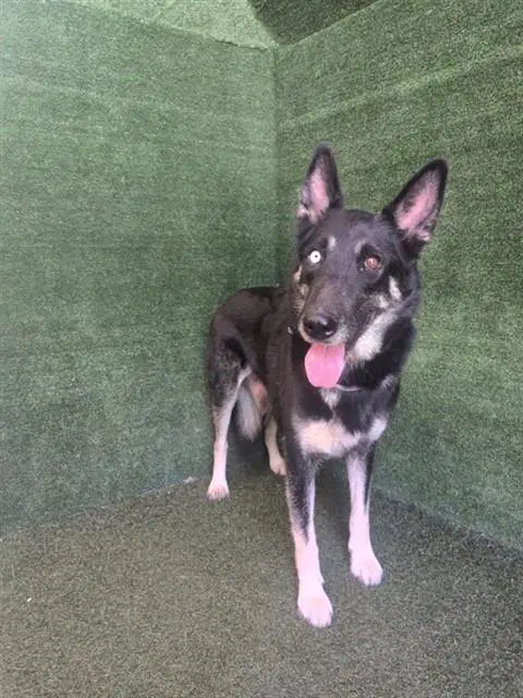 Luna - German Shepherd Dog