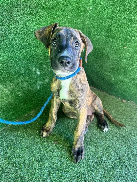 Unknown - Pit Bull Terrier