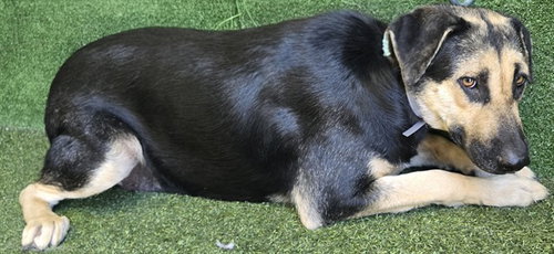 picture of the dog needing adoption