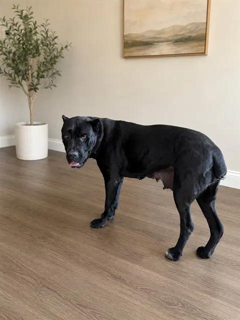 Puma - Cane Corso Mastiff